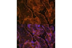 Immunofluorescence (IF) image for anti-CD34 (CD34) (C-Term) antibody (ABIN6138169)