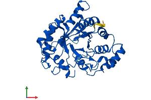 AlphaFold protein structure predicition of Human Recombinant AKR1C2 Protein, UniprotID P52895 (AKR1C2 Protein (AA 1-323) (His tag))