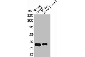Western Blot analysis of mouse liver mouse spinal cord cells using Aldolase C Polyclonal Antibody (ALDOC antibody  (N-Term))