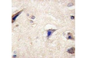 IHC analysis of FFPE human brain tissue stained with anti-LGR5 antibody (LGR5 antibody  (AA 605-638))