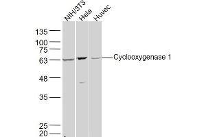 Lane 1: NIH/3T3 lysates Lane 2: Hela lysates Lane 3: Huvec lysates probed with Cyclooxygenase 1 Polyclonal Antibody, Unconjugated  at 1:300 dilution and 4˚C overnight incubation. (PTGS1 antibody  (AA 151-250))