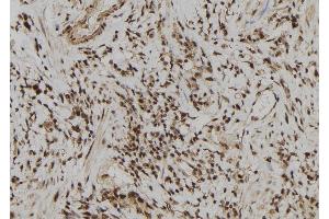 ABIN6277892 at 1/100 staining Human gastric tissue by IHC-P. (ERG antibody  (C-Term))