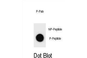 Dot blot analysis of CCND3 Antibody (Phospho ) Phospho-specific Pab (ABIN1881180 and ABIN2839975) on nitrocellulose membrane.
