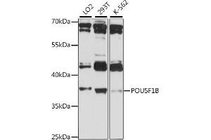 Western blot analysis of extracts of various cell lines, using POU5F1B antibody (ABIN7269494) at 1:1000 dilution. (POU5F1B antibody  (AA 1-140))