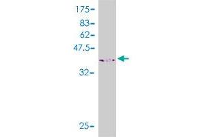 SH2D3C antibody  (AA 1-110)