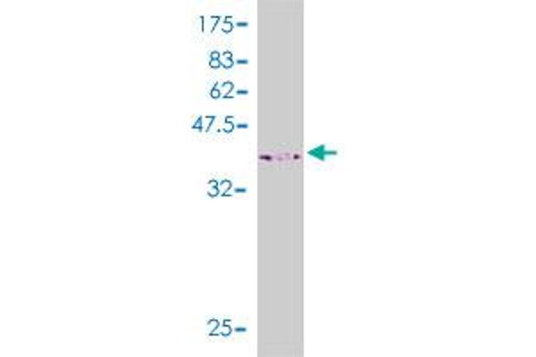 SH2D3C antibody  (AA 1-110)