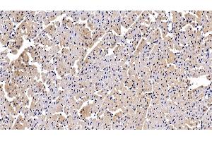 Detection of PDGF BB in Porcine Cardiac Muscle Tissue using Polyclonal Antibody to Platelet Derived Growth Factor BB (PDGF BB) (PDGF-BB Homodimer (AA 82-190) antibody)