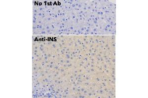 Immunohistochemistry (IHC) image for anti-Insulin (INS) antibody (ABIN6254161) (Insulin antibody)
