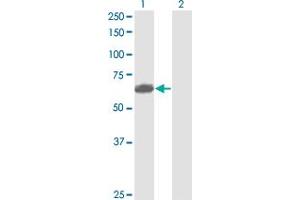 PVRL2 antibody  (AA 1-479)