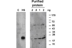 Image no. 1 for anti-Heat Shock Protein 17.6A (HSP17.6A) antibody (ABIN249419) (HSP17.6 antibody)