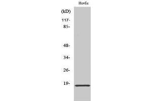 Western Blotting (WB) image for anti-Synuclein, alpha (SNCA) (Tyr1110) antibody (ABIN3177573) (SNCA antibody  (Tyr1110))