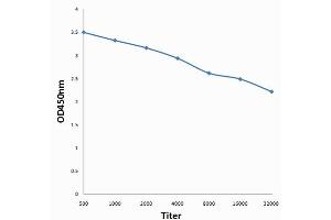 Antigen: 0. (WEE1 antibody  (pSer123))