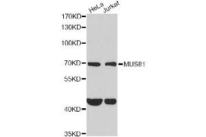 Western blot analysis of extracts of various cell lines, using MUS81 antibody (ABIN2563983) at 1:1000 dilution. (MUS81 antibody)