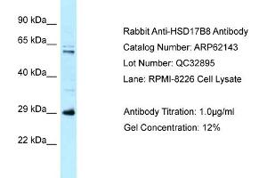 Western Blotting (WB) image for anti-Hydroxysteroid (17-Beta) Dehydrogenase 8 (HSD17B8) (N-Term) antibody (ABIN2789035)