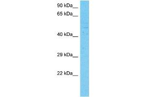 Western Blotting (WB) image for anti-Yes-Associated Protein 1 (YAP1) (C-Term) antibody (ABIN2784221)