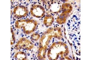 IHC analysis of FFPE human kidney section using SPHK1 antibody; Ab was diluted at 1:100. (SPHK1 antibody  (AA 59-89))