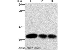 Western blot analysis of Hela and MCF7 cell, human liver cancer tissue, using TXN Polyclonal Antibody at dilution of 1:600 (TXN antibody)