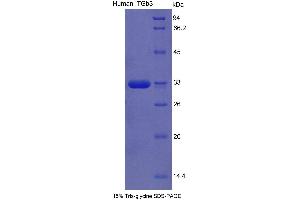 SDS-PAGE (SDS) image for Integrin beta 3 (ITGB3) (AA 135-377) protein (His tag) (ABIN1099177)