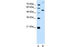 PPAT antibody used at 0. (PPAT antibody  (N-Term))
