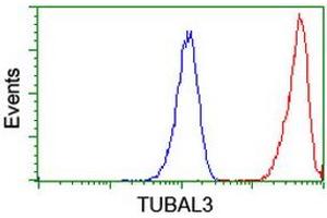 Image no. 2 for anti-Tubulin, alpha-Like 3 (TUBAL3) (AA 150-446) antibody (ABIN1490952) (TUBAL3 antibody  (AA 150-446))