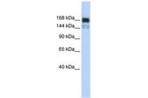 Image no. 1 for anti-5'-3' Exoribonuclease 1 (XRN1) (AA 1260-1309) antibody (ABIN6743025) (XRN1 antibody  (AA 1260-1309))