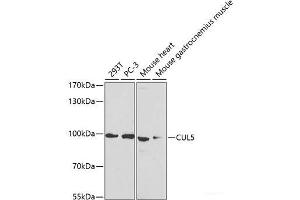 Western blot analysis of extracts of various cell lines using CUL5 Polyclonal Antibody at dilution of 1:1000. (Cullin 5 antibody)
