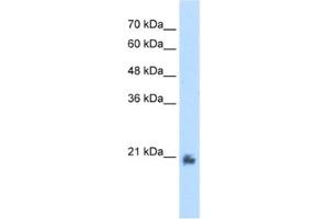 Western Blotting (WB) image for anti-Methyltransferase Like 7A (METTL7A) antibody (ABIN2462577)
