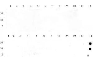 Specificity Data: Dot blot analysis was used to confirm the specificity of Histone H3 trimethyl Lys36 antibody for trimethyl-lysine 36 of histone H3.