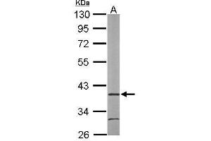 WB Image Sample (50 ug of whole cell lysate) A: Mouse brain 10% SDS PAGE antibody diluted at 1:1000 (AIP antibody)