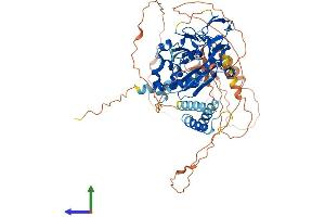 AlphaFold protein structure predicition of Human Recombinant REXO1L1P Protein, UniprotID Q8IX06 (REXO1L1 Protein (AA 1-675) (His tag))