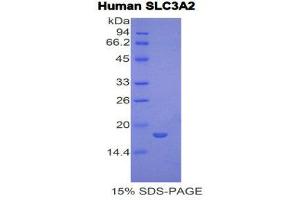 SDS-PAGE (SDS) image for Solute Carrier Family 3 (Activators of Dibasic and Neutral Amino Acid Transport), Member 2 (SLC3A2) (AA 270-406) protein (His tag) (ABIN2122118) (SLC3A2 Protein (AA 270-406) (His tag))