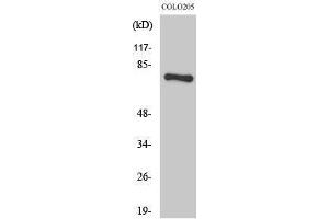 Western Blotting (WB) image for anti-H2.0-Like Homeobox (HLX) (C-Term) antibody (ABIN3185046) (HLX antibody  (C-Term))