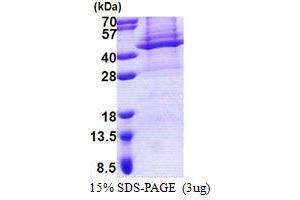 SDS-PAGE (SDS) image for Apolipoprotein L, 4 (APOL4) (AA 1-348) protein (His tag) (ABIN6387262) (Apolipoprotein L 4 Protein (AA 1-348) (His tag))