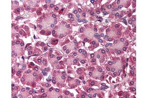 Anti-SEPT4 / Septin 4 antibody IHC of human pancreas. (Septin 4 antibody  (N-Term))