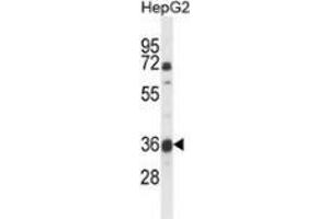 Western blot analysis of MOSC1 (arrow) in HepG2 cell line lysates (35ug/lane) using MOSC1 (MOSC1 antibody  (Middle Region))