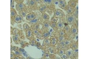 Used in DAB staining on fromalin fixed paraffin- embedded Kidney tissue (Manic Fringe antibody  (AA 73-310))