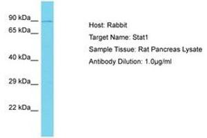 Image no. 1 for anti-Signal Transducer and Activator of Transcription 1, 91kDa (STAT1) (AA 151-200) antibody (ABIN6750253) (STAT1 antibody  (AA 151-200))