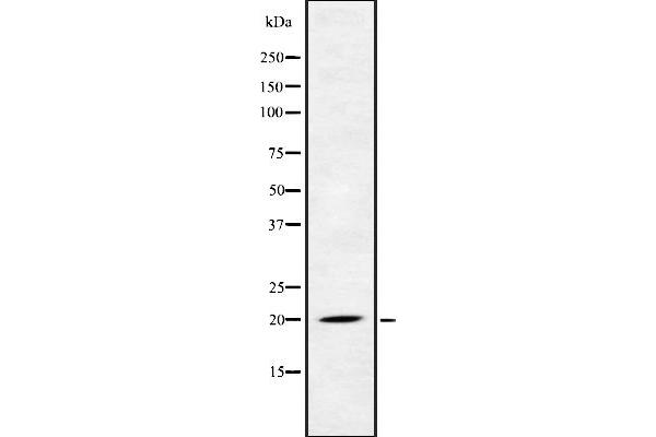 FGF22 antibody  (Internal Region)