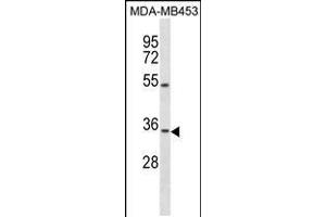 Western blot analysis in MDA-MB453 cell line lysates (35ug/lane). (OSTM1 antibody  (C-Term))
