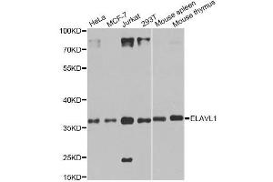 Western Blotting (WB) image for anti-ELAV (Embryonic Lethal, Abnormal Vision, Drosophila)-Like 1 (Hu Antigen R) (ELAVL1) (AA 1-100) antibody (ABIN6140112)