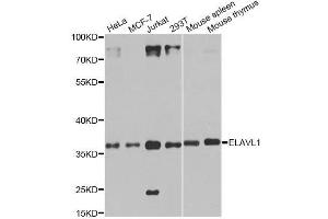 Western blot analysis of extracts of various cell lines, using ELAVL1 antibody. (ELAVL1 antibody  (AA 1-100))