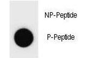 Dot blot analysis of phospho-Cyclin B3 antibody . (Cyclin B3 antibody  (pSer283))