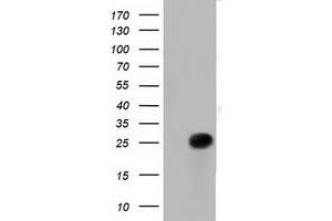 Western Blotting (WB) image for anti-Ras-Like Without CAAX 2 (RIT2) antibody (ABIN1500713)