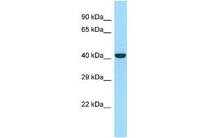 WB Suggested Anti-NKAP Antibody Titration: 1.