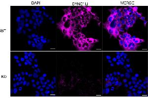 anti-Dynein, Cytoplasmic 1, Light Intermediate Chain 1 (DYNC1LI1) antibody