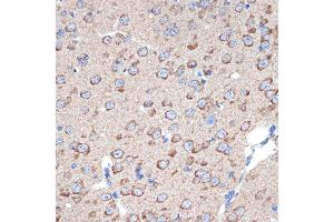 Immunohistochemistry of paraffin-embedded mouse brain using ERp29 Rabbit mAb (ABIN7266943) at dilution of 1:100 (40x lens). (ERP29 antibody)