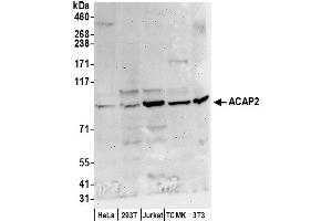 anti-ArfGAP with Coiled-Coil, Ankyrin Repeat and PH Domains 2 (ACAP2) (AA 728-778) antibody