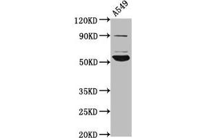 Western Blot Positive WB detected in: A549 whole cell lysate All lanes: PIGV antibody at 4. (PIGV antibody  (AA 400-469))