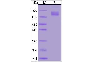 Fed Human CD30, Fc Tag on  under reducing (R) condition. (TNFRSF8 Protein (AA 19-379) (Fc Tag,FITC))