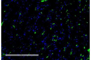 Immunohistochemistry analysis using Mouse Anti-VPS35 Monoclonal Antibody, Clone 8A3 (ABIN6932956).